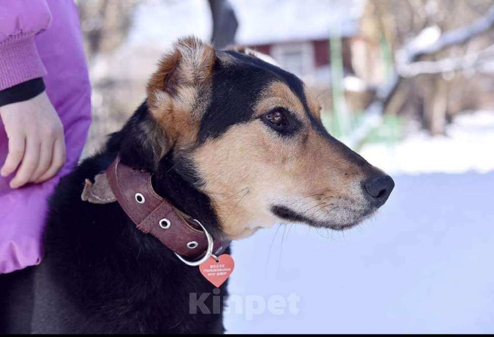 Собаки в Пушкино: Красавица Молли Девочка, 1 руб. - фото 4