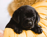 Собаки в Москве: Щенок лабрадора,девочка мальчик чёрный РКФ Мальчик, 50 000 руб. - фото 3
