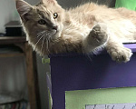 Кошки в Болхове: Мейнкун Чистокровные Котята, 11 000 руб. - фото 2
