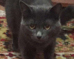 Кошки в Микуне: Молодой котик 8 месяцев, 1 руб. - фото 2