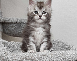 Кошки в Тюмени: Котята Мейн-Кун с документами Мальчик, 50 000 руб. - фото 1
