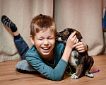 Собаки в Москве: Тигровый щеночек в добрые руки Мальчик, 1 руб. - фото 6