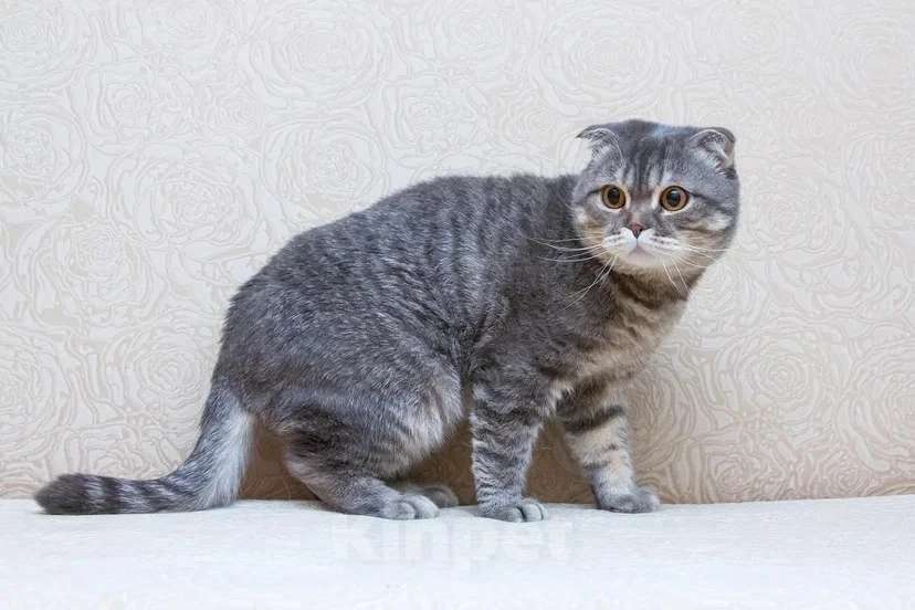 Кошки в Москве: Ищет дом плюшевый Зайка Мальчик, Бесплатно - фото 2