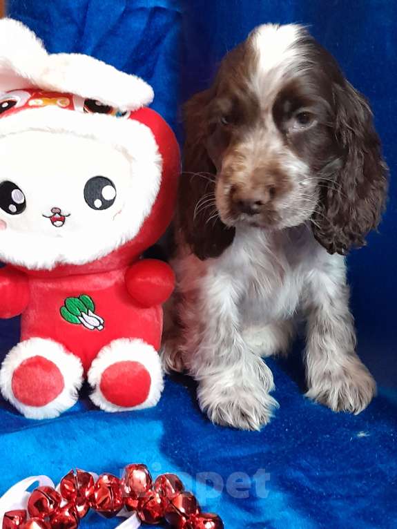 Собаки в Рыбинске: Щенок Английского кокера спаниеля Мальчик, 60 000 руб. - фото 5