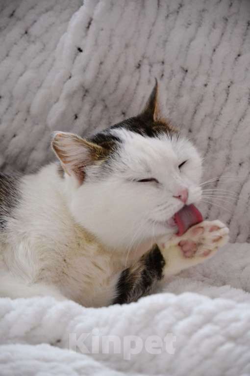 Кошки в Москве: Шарлотта Девочка, Бесплатно - фото 3