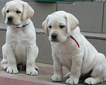Собаки в Краснодаре: Палевые щенки Лабрадора  Мальчик, 20 000 руб. - фото 3