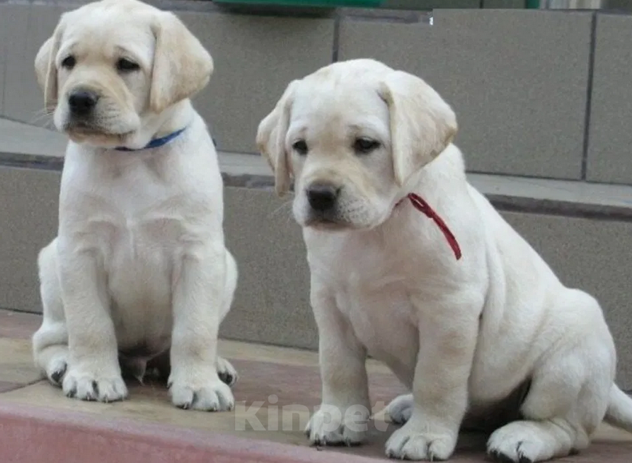 Собаки в Краснодаре: Палевые щенки Лабрадора  Мальчик, 20 000 руб. - фото 3