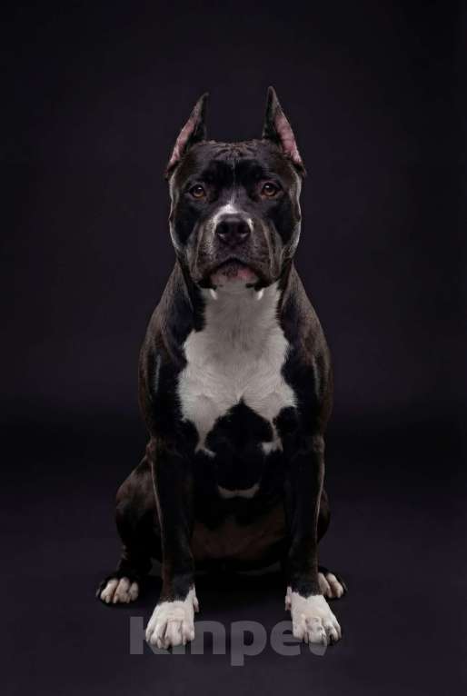 Собаки в Москве: Щенок амстаффа Девочка, 45 000 руб. - фото 4