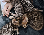 Кошки в Санкт-Петербурге: Бенгальские котята, девочки. Девочка, 20 000 руб. - фото 7