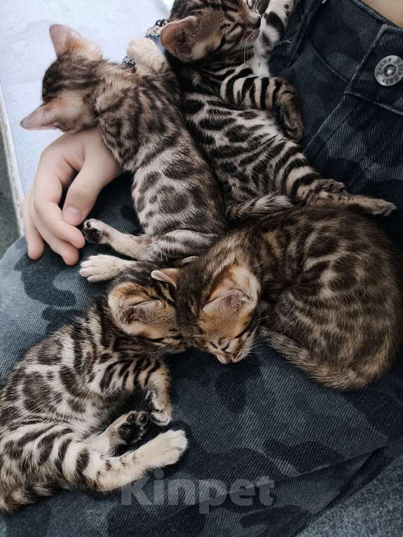 Кошки в Санкт-Петербурге: Бенгальские котята, девочки. Девочка, 20 000 руб. - фото 7
