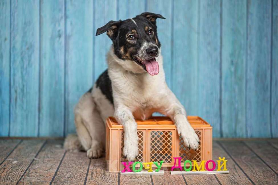 Собаки в Москве: Белый пёс Стэн, домашний мальчик в добрые руки Мальчик, 1 руб. - фото 6