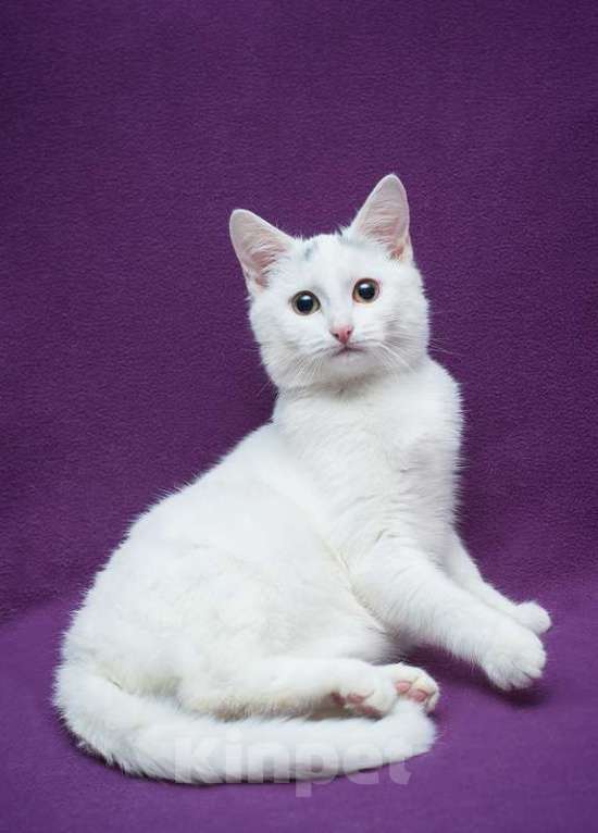 Кошки в Москве: Белый котенок Белочка в добрые руки Девочка, 1 руб. - фото 4