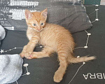 Кошки в Красноярске: Ласковый персиковый толстячек Мальчик, 1 руб. - фото 2