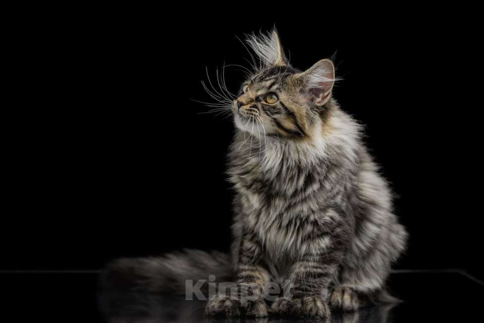 Кошки в других городах Ленинградской области: Мейн-кун " котенок в руковичках" Девочка, 25 000 руб. - фото 1