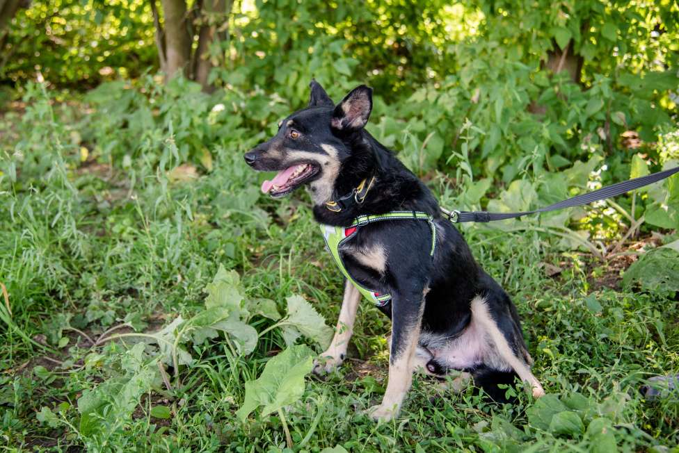 Собаки в Москве: Чуткий и внимательный Фредди Мальчик, Бесплатно - фото 5