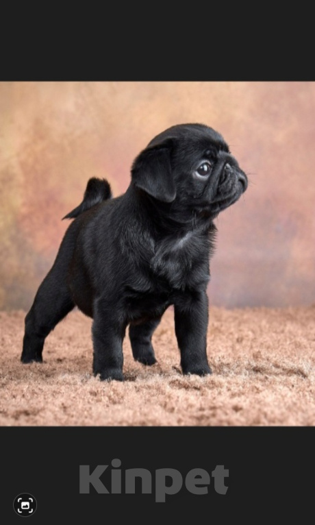 Собаки в Ростове-на-Дону: Мопсик Мальчик, 35 000 руб. - фото 1