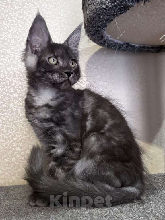 Кошки в Петергофе: Девочки близняшки Девочка, 40 000 руб. - фото 6