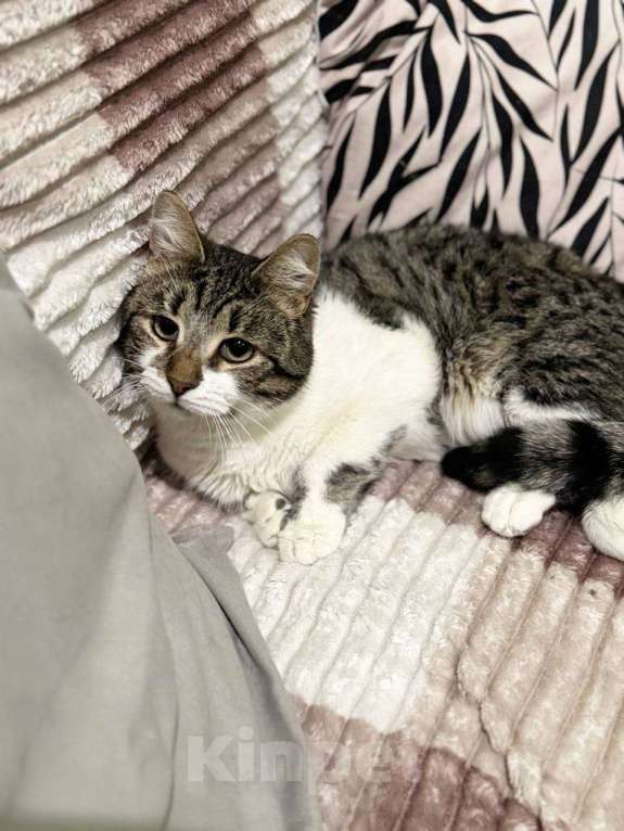 Кошки в Балашихе: Кот Кирилл в добрые руки Мальчик, Бесплатно - фото 2