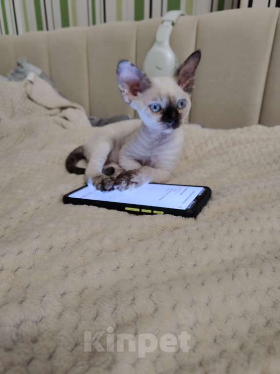 Кошки в Электростали: Кошечка Девон Рекс Девочка, Бесплатно - фото 5