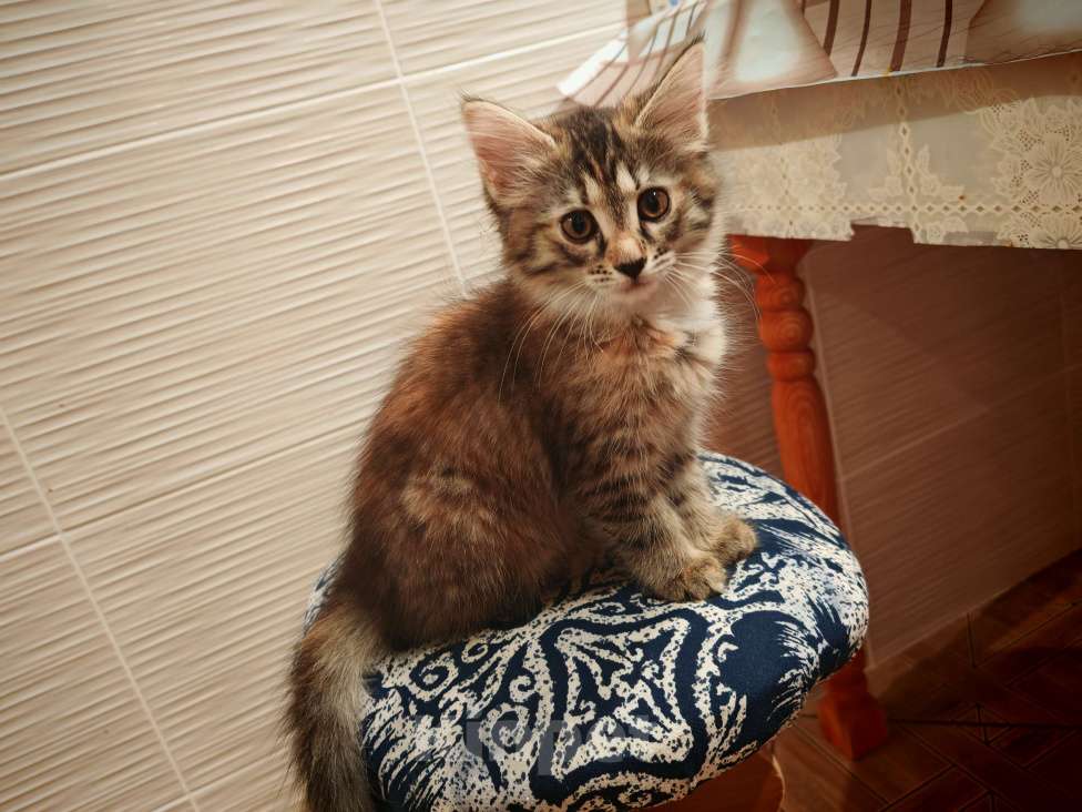 Кошки в Уфе: Ириска Девочка, Бесплатно - фото 1