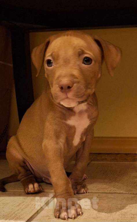 Собаки в Санкт-Петербурге: Клубные щенки питбультерьера Мальчик, 25 000 руб. - фото 4