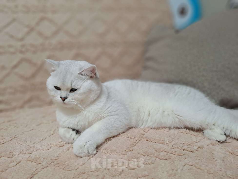 Кошки в Сочи: Шотландский кот Серебристая Шиншилла  Мальчик, 5 000 руб. - фото 2