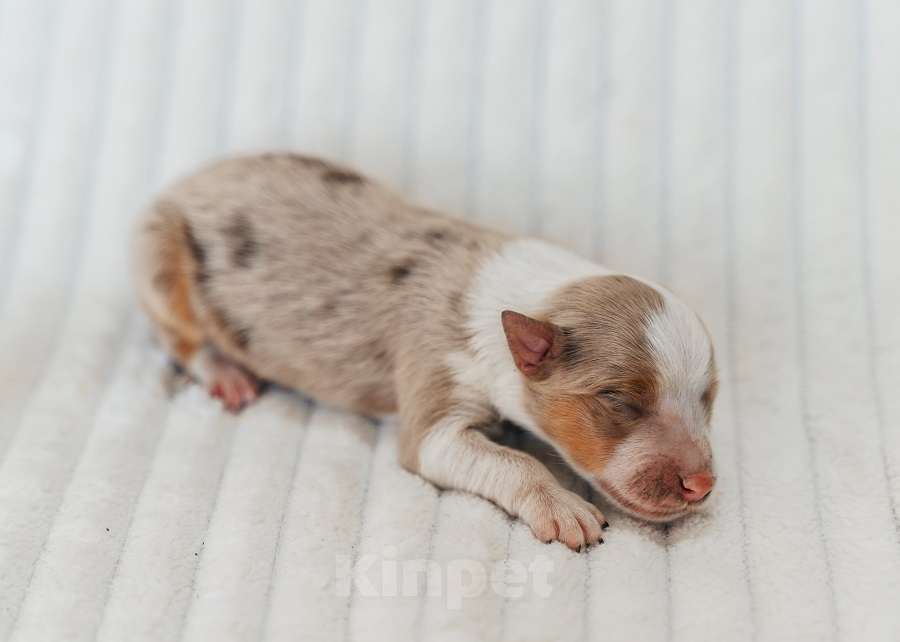 Собаки в Москве: Мальчик Триколор Мраморный с подпалом РКФ документы Мальчик, 120 000 руб. - фото 1