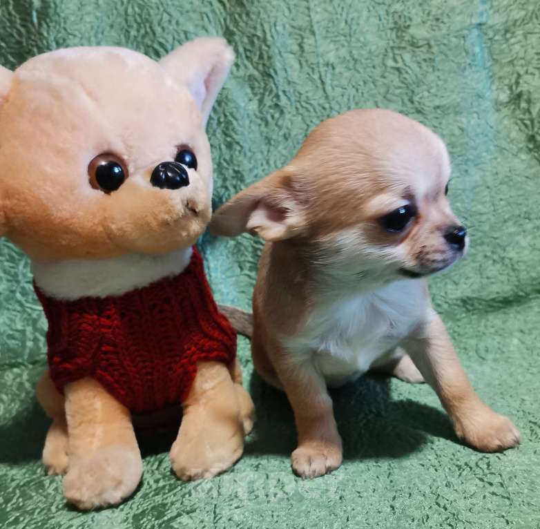 Собаки в Саранске: Щенки чихуахуа.  Мальчик, 30 000 руб. - фото 7