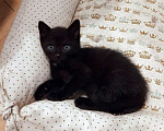 Кошки в Санкт-Петербурге: Малюсенький черный котёнок с голубыми глазками Мальчик, Бесплатно - фото 4