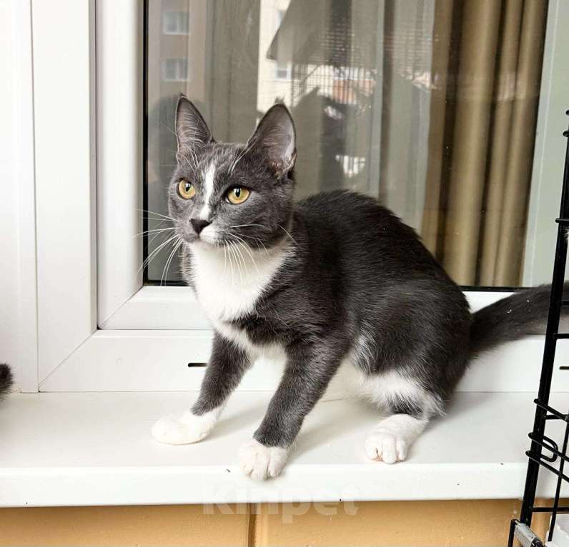 Кошки в Москве: Грациозная кошечка Мусико в добрые руки Девочка, Бесплатно - фото 3