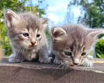 Кошки в Талдоме: Хорошие котята в добрый руки + подарки Девочка, Бесплатно - фото 3