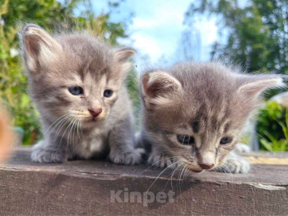 Кошки в Талдоме: Хорошие котята в добрый руки + подарки Девочка, Бесплатно - фото 3