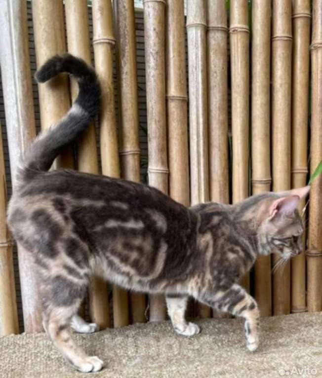 Кошки в Нижнем Новгороде: Продам кашку 2,5 года  Девочка, 20 000 руб. - фото 2