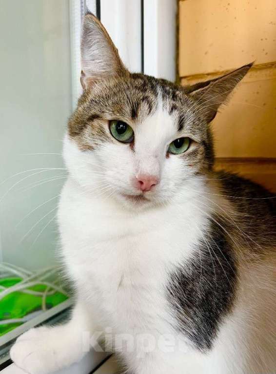 Кошки в Москве: Любопытный котик Зефир в добрые руки Мальчик, Бесплатно - фото 5