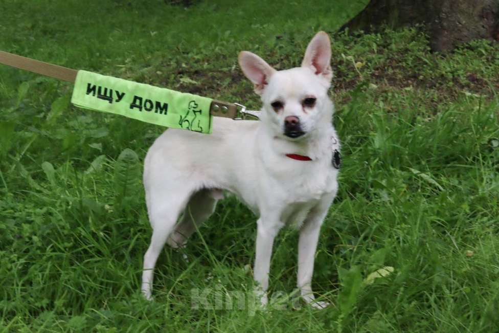 Собаки в Санкт-Петербурге: Маленький джентльмен весом 6 кг Мальчик, Бесплатно - фото 1
