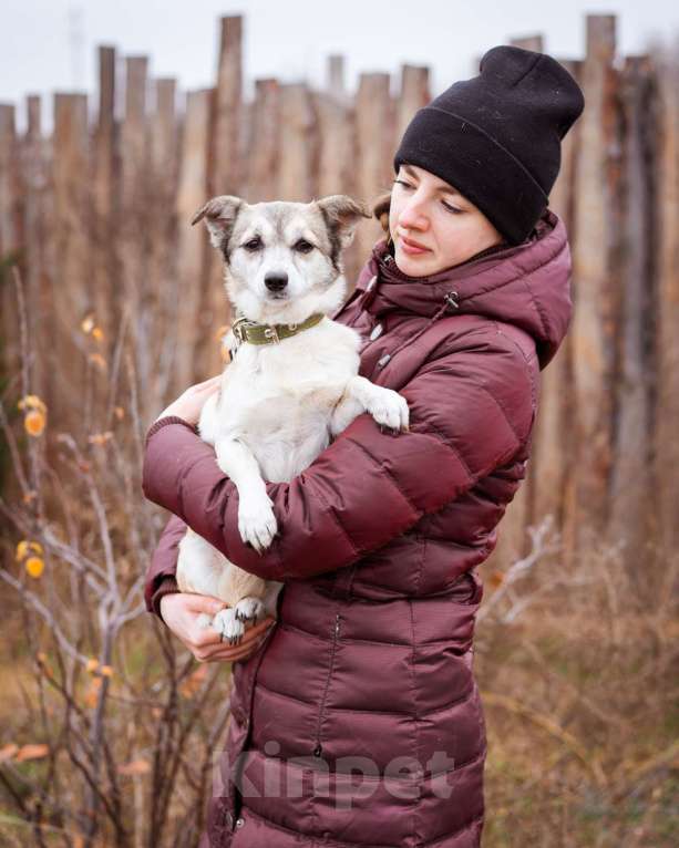 Собаки в Москве: Малышка из приюта в добрые руки Девочка, Бесплатно - фото 5