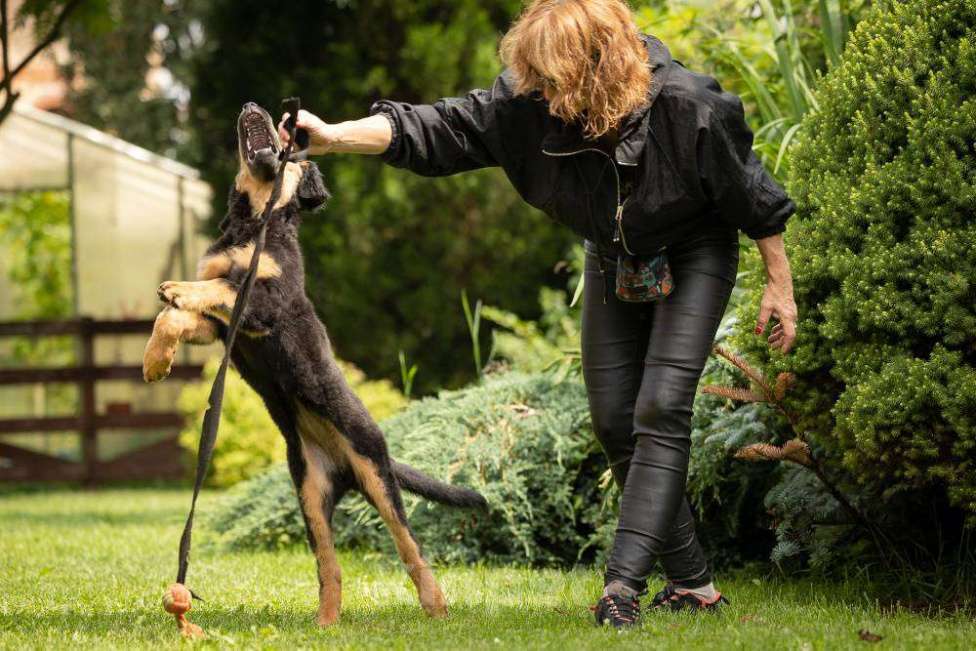 Собаки в Москве: Щенок ховаварта из питомника в Москве  Девочка, Бесплатно - фото 2