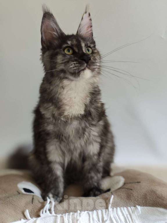 Кошки в Чайковском: Девочка Мейн кун.  MCO окрас- fs (дымная черепаха ) Девочка, 35 000 руб. - фото 6