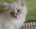 Кошки в Москве: Клубный котенок Мальчик, Бесплатно - фото 1