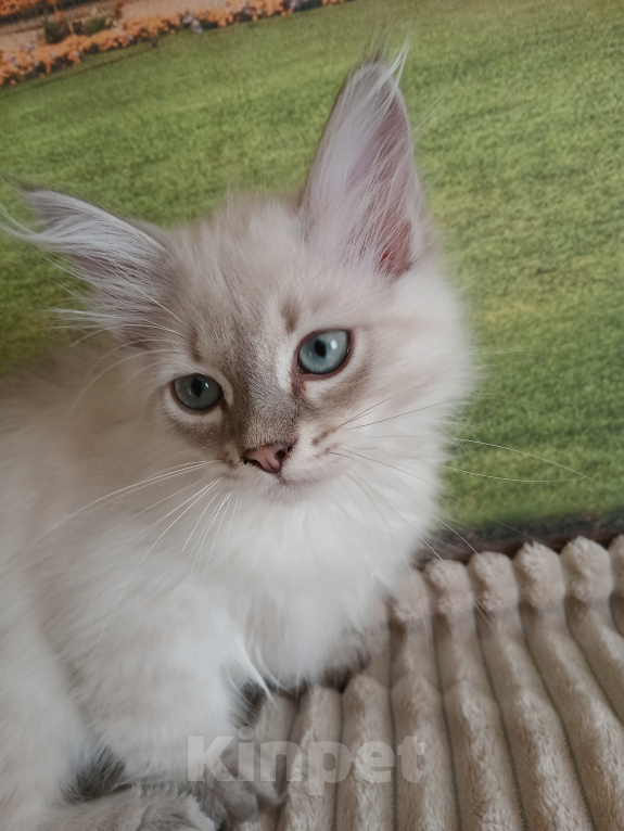 Кошки в Москве: Клубный котенок Мальчик, Бесплатно - фото 1