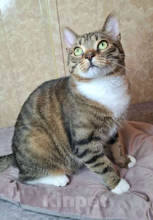 Кошки в Москве: Крупный котик-подросток в добрые руки  Мальчик, Бесплатно - фото 9