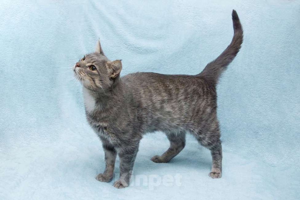 Кошки в Москве: Пушок ждет свою семью!  Мальчик, Бесплатно - фото 7