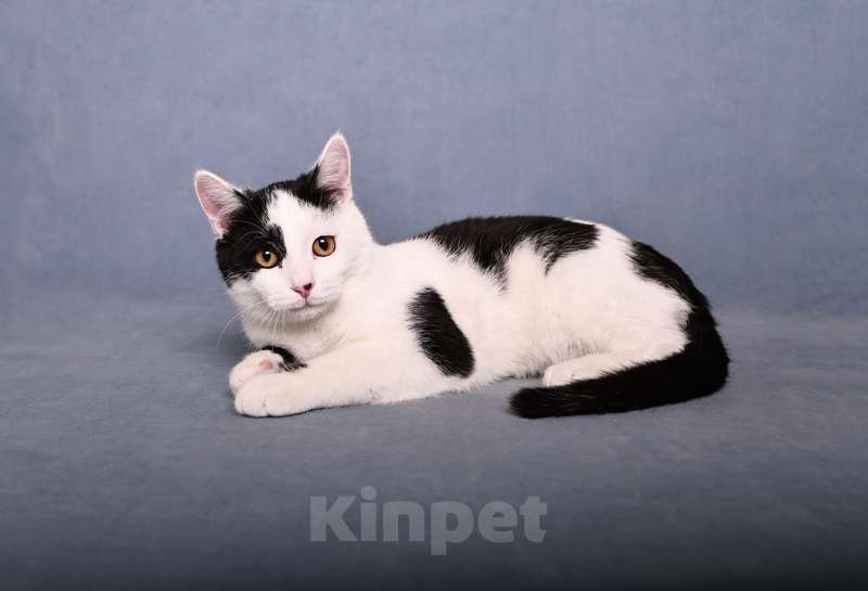 Кошки в Москве: Нежный и ласковый котенок Симба в добрые руки Мальчик, 1 руб. - фото 3