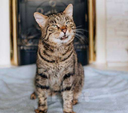 Кошки в Москве: Кот Саня ищет дом Мальчик, Бесплатно - фото 6