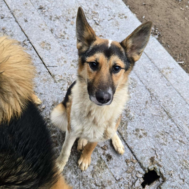 Собаки в Клине: Кокос — добрый и звонкий мальчишка в поисках самого лучшего хозяина Мальчик, Бесплатно - фото 3