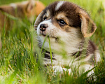 Собаки в Смоленске: Щенки вельш корги пемброк Мальчик, 75 000 руб. - фото 2