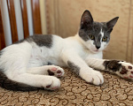 Кошки в Москве: Котенок в добрые руки Мальчик, Бесплатно - фото 3