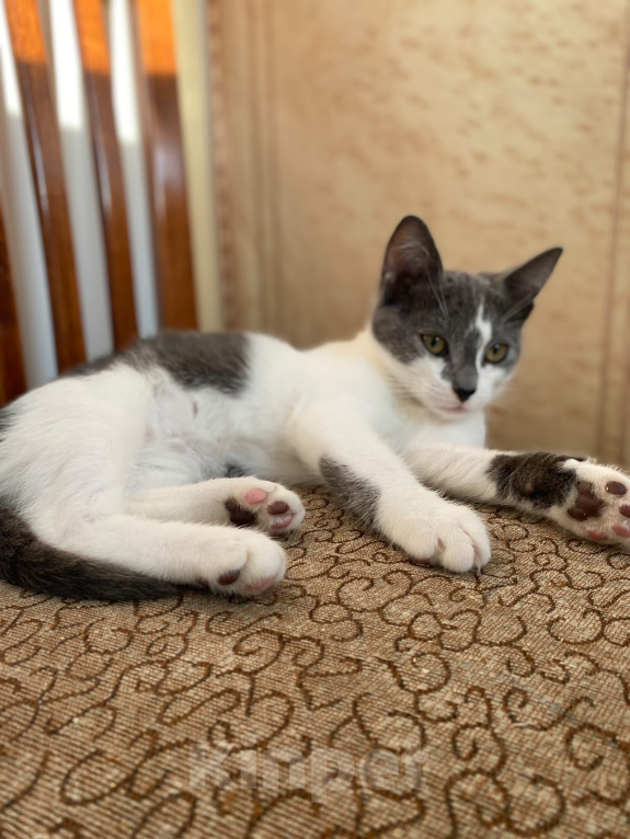 Кошки в Москве: Котенок в добрые руки Мальчик, Бесплатно - фото 3
