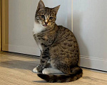 Кошки в Химках: Котенок в добрые руки Девочка, Бесплатно - фото 1