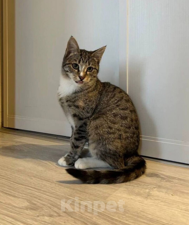 Кошки в Химках: Котенок в добрые руки Девочка, Бесплатно - фото 1